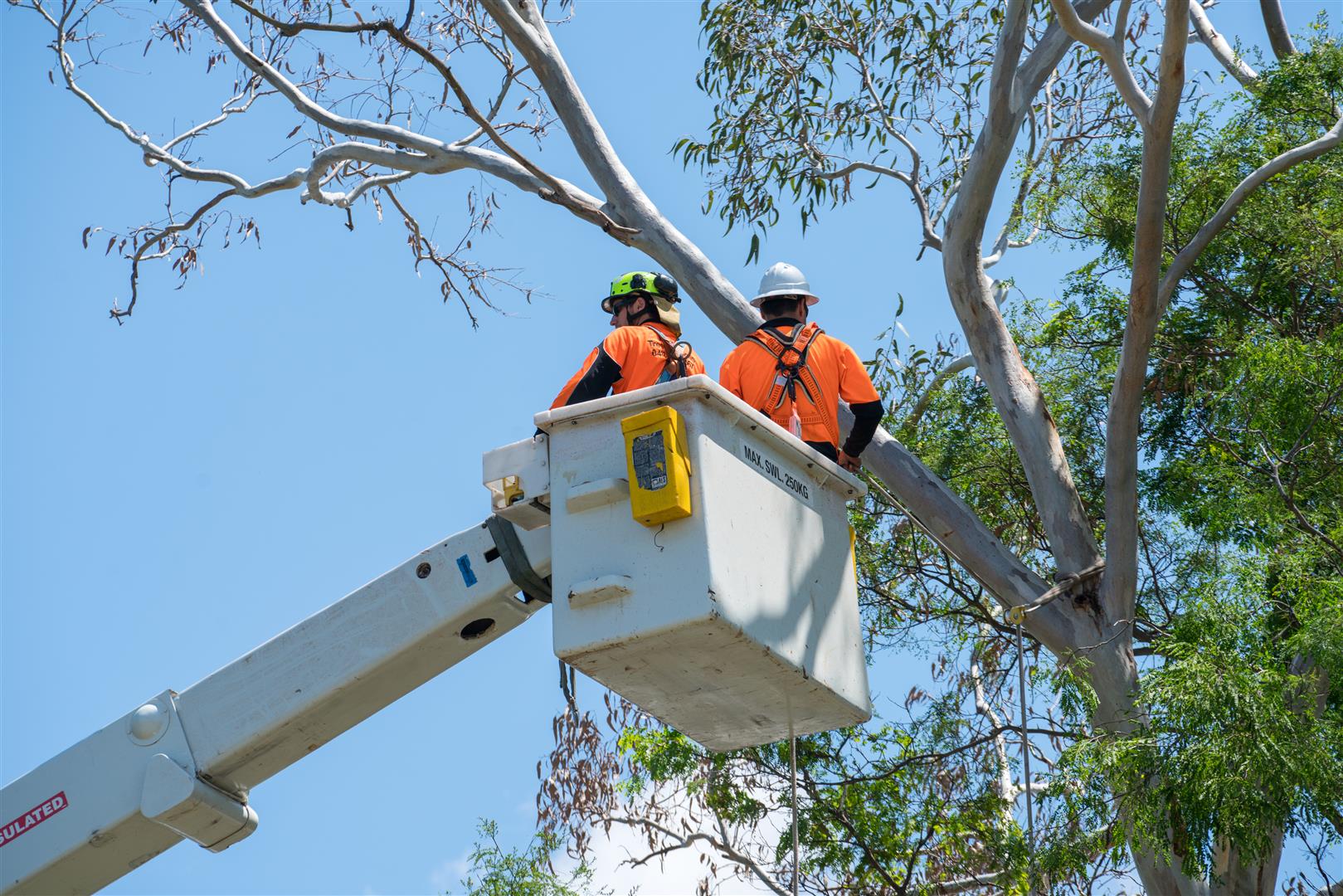Cherry Picker Brisbane Tree Equipment Hire